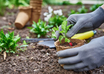 El Consejo refuerza las normas para mejorar la lucha contra las plagas de las plantas