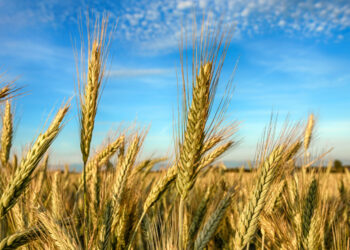 La Comisión crea el Comité Europeo de Agricultura y Alimentación