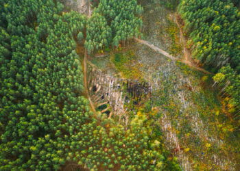 El Parlamento da a las empresas un año extra para cumplir con la ley de deforestación