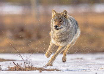 La Unión Europea aprueba rebajar la protección del lobo