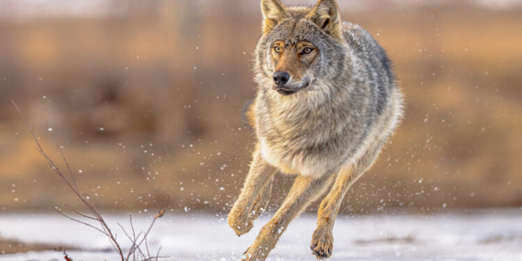 La Unión Europea aprueba rebajar la protección del lobo