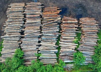 El Consejo y el Parlamento Europeo acuerdan aplazar la Ley de Deforestación sin alterar su contenido