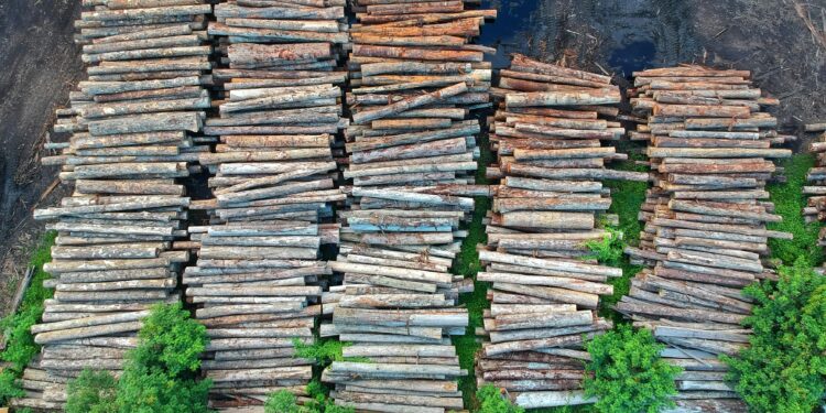 El Consejo y el Parlamento Europeo acuerdan aplazar la Ley de Deforestación sin alterar su contenido