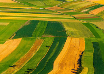 El precio medio de una hectárea destinada al cultivo en la UE fue de 11.791 euros en 2023
