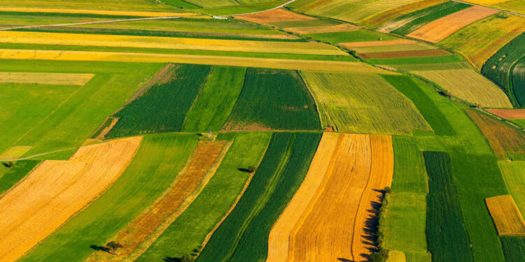 El precio medio de una hectárea destinada al cultivo en la UE fue de 11.791 euros en 2023