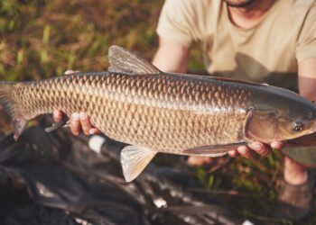 La UE emite dos alertas alimentarias ‘graves’ por contaminantes encontrados en pescados producidos en España