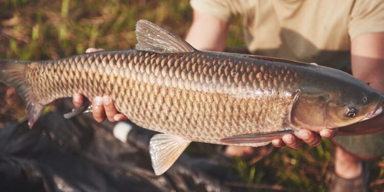 La UE emite dos alertas alimentarias ‘graves’ por contaminantes encontrados en pescados producidos en España