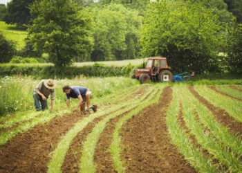 La Comisión destina 99 millones en apoyo a los agricultores de España, Croacia, Chipre, Letonia y Hungría