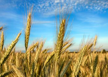 El precio de la producción agrícola aumentó un 2,2% en la UE