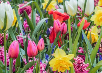 La UE exportó 98,9 millones de euros en distintos tipos de flores