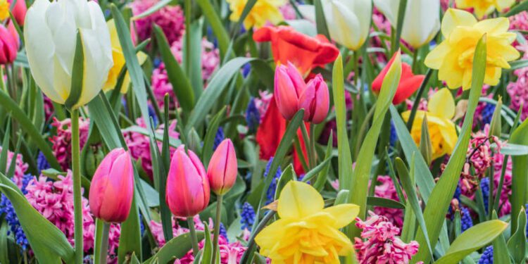 La UE exportó 98,9 millones de euros en distintos tipos de flores