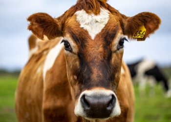 Las previsiones apuntan a un aumento del 2,1% en la producción bovina de la UE