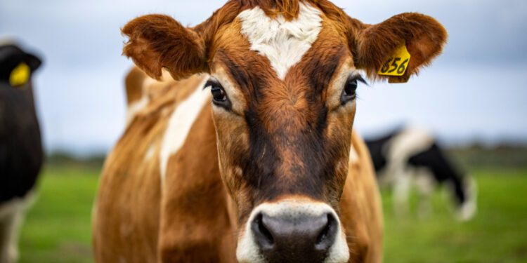 Las previsiones apuntan a un aumento del 2,1% en la producción bovina de la UE