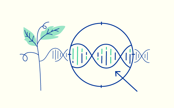 El Consejo acuerda el mandato de negociación sobre las plantas y alimentos obtenidos a través de técnicas genómicas