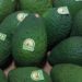 La Comisión aprueba el aguacate de Canarias como indicación geográfica protegida