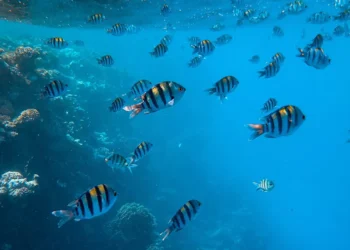 La Comisión refuerza la legislación para proteger la biodiversidad en alta mar