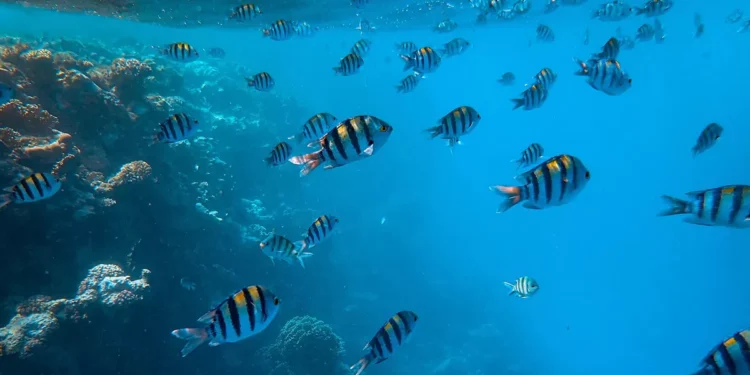 La Comisión refuerza la legislación para proteger la biodiversidad en alta mar