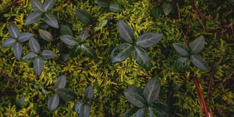 El Parlamento y el Consejo alcanzan un acuerdo para mejorar el estado de los suelos europeos