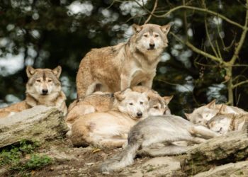 El Consejo acuerda la propuesta específica para cambiar el estatus de protección del lobo