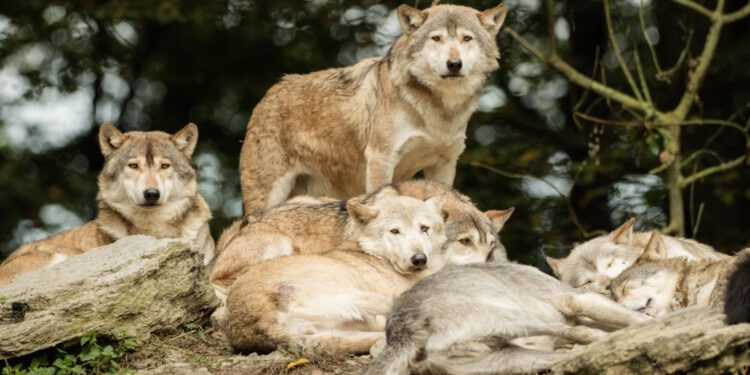 El Consejo acuerda la propuesta específica para cambiar el estatus de protección del lobo