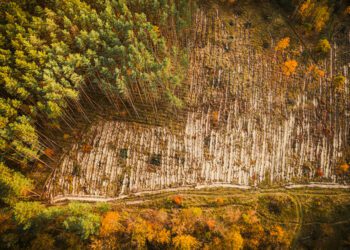 Bruselas excluye a América Latina de su lista de países con alto riesgo de deforestación