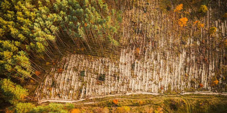 Bruselas excluye a América Latina de su lista de países con alto riesgo de deforestación