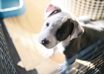 Los eurodiputados proponen normas más estrictas sobre el bienestar de perros y gatos