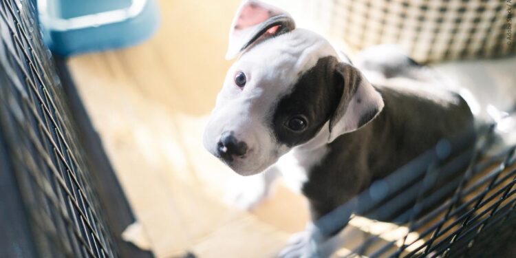 Los eurodiputados proponen normas más estrictas sobre el bienestar de perros y gatos