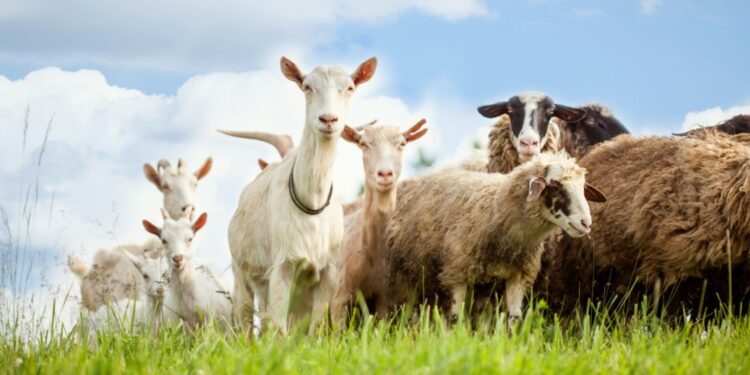 Las poblaciones de ganado de la UE siguieron disminuyendo en 2024