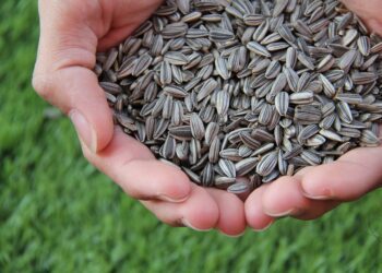 Ucrania y Moldavia reciben luz verde para exportar semillas certificadas a la Unión Europea