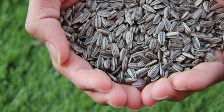 Ucrania y Moldavia reciben luz verde para exportar semillas certificadas a la Unión Europea