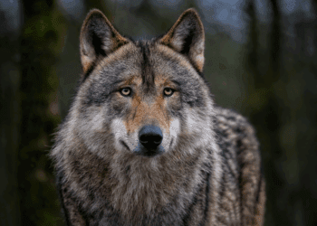 Luz verde definitiva al nuevo estatus de protección del lobo en la UE