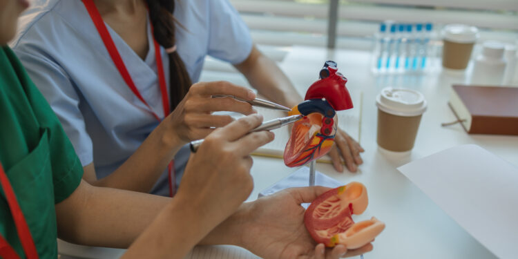 Enfermedades del sistema circulatorio y cáncer, principales causas de la mortalidad en la UE