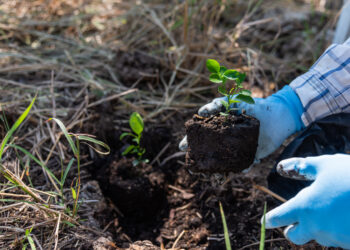 Bruselas aprueba una ayuda estatal de 626 millones de euros de Dinamarca para la reforestación