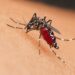 El Centro europeo de Prevención y Control de enfermedades avisa: las enfermedades transmitidas por mosquitos serán un desafío estructural para la UE