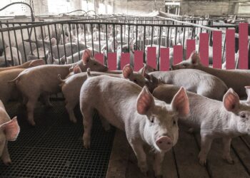 China responde a los aranceles europeos al coche eléctrico con tasas de hasta el 62 % a la carne de cerdo