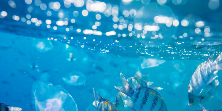 Bruselas alerta sobre la amenaza para los océanos del cambio climático, la pérdida de biodiversidad y la contaminación