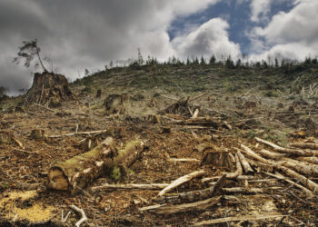 Bruselas no pospone la ley contra la deforestación importada y otorga más flexibilidad suspendiendo sanciones hasta 2026