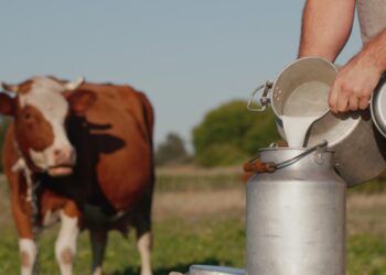 La producción de leche alcanzó los 161,8 millones de toneladas en la UE en 2024