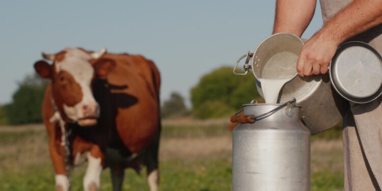 La producción de leche alcanzó los 161,8 millones de toneladas en la UE en 2024