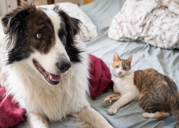 El Consejo y el Parlamento Europeo alcanzan un acuerdo para regular la cría y comercio de gatos y perros