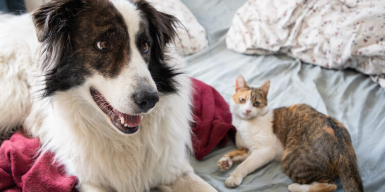 El Consejo y el Parlamento Europeo alcanzan un acuerdo para regular la cría y comercio de gatos y perros