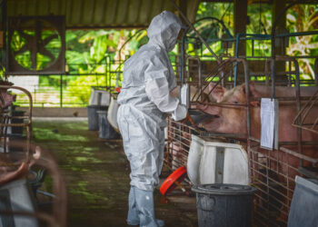 Bruselas anuncia el envío de un equipo veterinario de la UE a Cataluña ante el brote de peste porcina africana