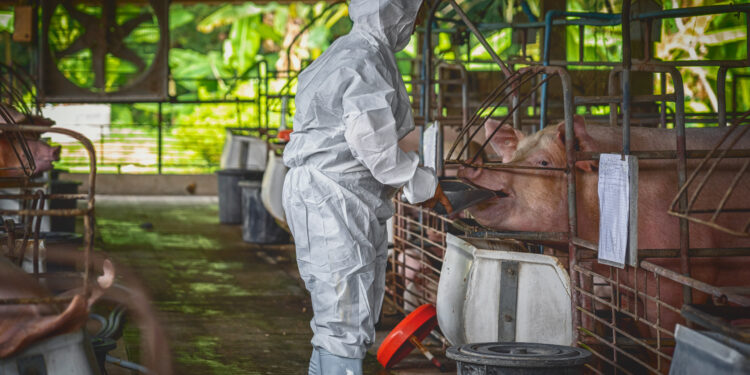 Bruselas anuncia el envío de un equipo veterinario de la UE a Cataluña ante el brote de peste porcina africana