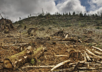 La Unión Europea acuerda aplazar un año más la aplicación de la ley de productos libres de deforestación