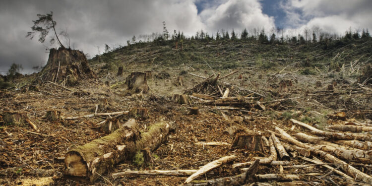 La Unión Europea acuerda aplazar un año más la aplicación de la ley de productos libres de deforestación