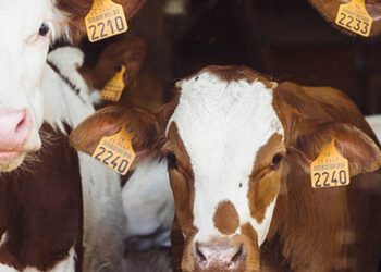 La EMA recomienda la segunda vacuna frente a la enfermedad hemorrágica epizoótica para ganado bovino