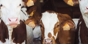 La EMA recomienda la segunda vacuna frente a la enfermedad hemorrágica epizoótica para ganado bovino