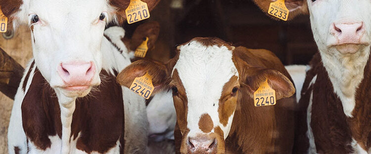 La EMA recomienda la segunda vacuna frente a la enfermedad hemorrágica epizoótica para ganado bovino