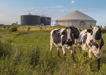 La Comisión aprueba una ayuda estatal italiana de 18,2 millones de euros para apoyar las inversiones en el sector lácteo